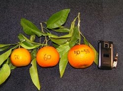 画像1: 葉付き　橙（小）　
